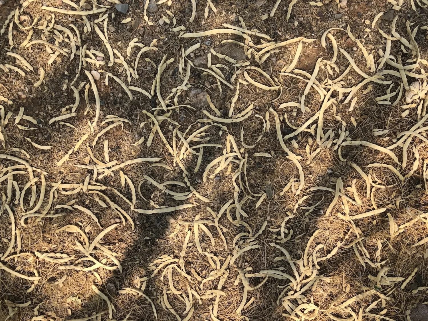 Why Don't We Grow More Mesquite?