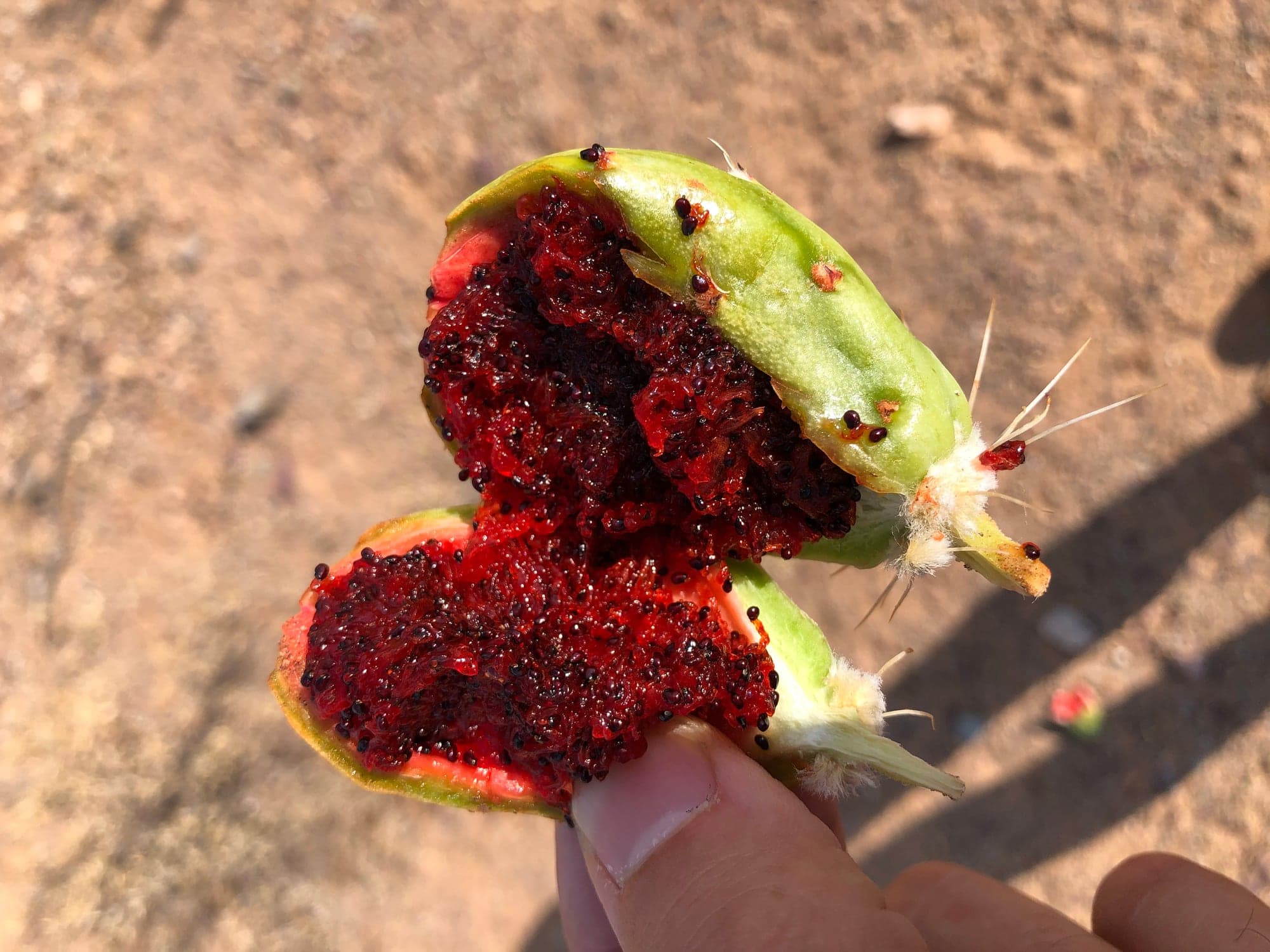 The Ancient Art of Harvesting Fruit in the Desert